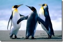 pingu