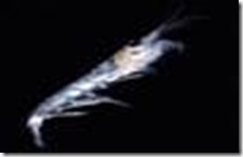 clip_image002